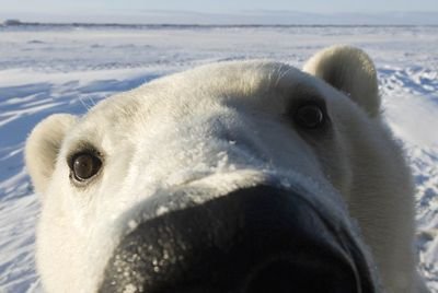 I really just want to see more than all the ice sheets...