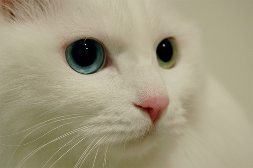 cat_cat_cat_cat's profile picture. 猫が大好きです。ゴロゴロだらだらしてるヤツらを見てると癒されます。