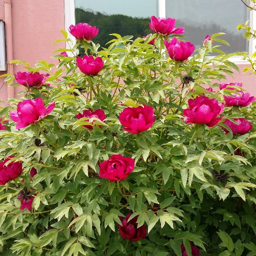 sunrise7532's profile picture. 폴리텍대학 재직,현재는 퇴직 후 옹진군 영흥도에서 펜션운영 중