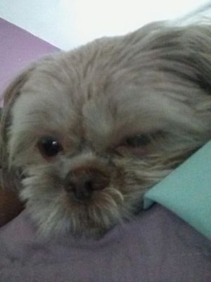 Aleighjah1's profile picture. My name is Aleighjah Villalobos I am from Puerto Rico and I am 14 years old. I love to listen  latino music. I use snapchat more than Twitter