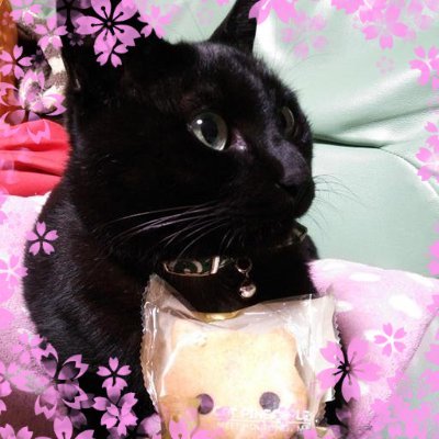 しらすさんのプロフィール画像