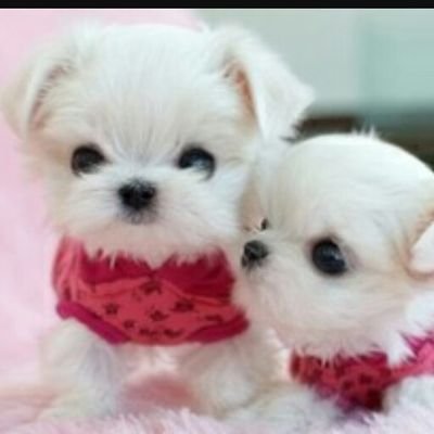 alliyahbullock's profile picture. Hi I am Gymnast and one day I hope to be a famous Gymnastics Olympian like Simone Bell