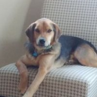 Kristi Harris (@apklondike) 's Twitter Profile