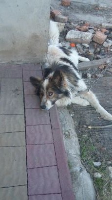 6QbUXgg6Z4fIRV0's profile picture. Я фудболіст