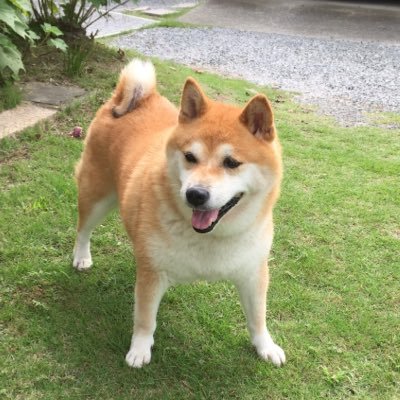 デブ柴 うめ 柴犬 その1 ちゃんちゃんこの袖から顔を出す犬