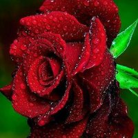 سورية دلوعة (@mzf68730281) 's Twitter Profile