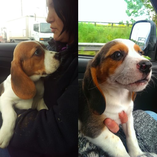 Two young beagles based in England.
Join us on our pawsome adventures 👋👋😍😍

https://t.co/QrbRjVPPxE 
#grumpybeaglesunited