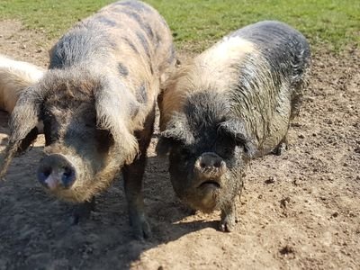 Family run farm in the Surrey Hills, rearing rare breed pigs, sheep and hens. All produce available.