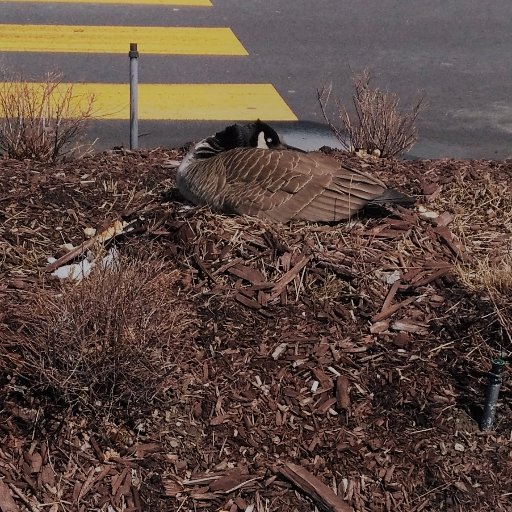 Following two families of geese that have decided to nest in parking lots. One is in a mall and the other one in front of a grocery store. Daily pictures!