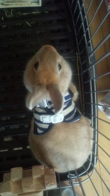 aois2_kokeshi's profile picture. のんびり・マイペースに毎日の生活を楽しんでいます。人生、楽しんだ者勝ち｡１日•１日を大切に常に感謝の心を忘れず日々、発展途上中(*´艸｀*)障害者手帳1級の持ち主だけど心は常に前向き❀『歌う僧侶』薬師寺寛邦さん、halaukeolakulanakila主宰・田中新さん激推し中❀