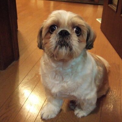 koronpo47's profile image