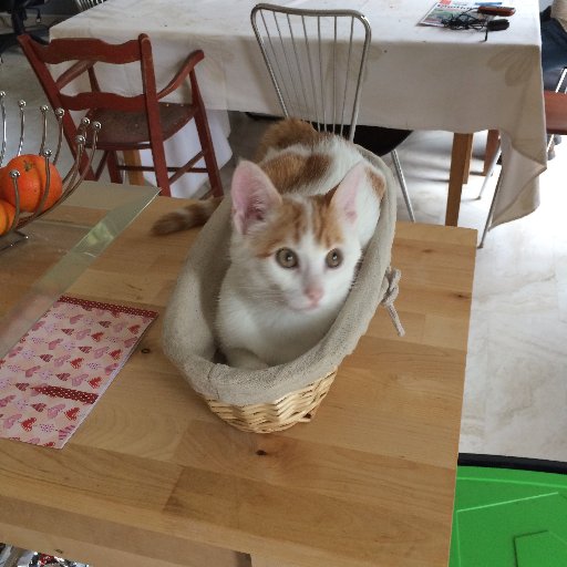 parangebis's profile picture. 