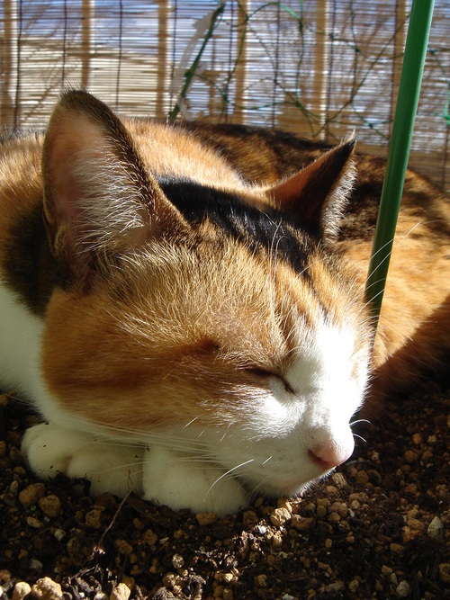 ふじいふじこさんのプロフィール画像
