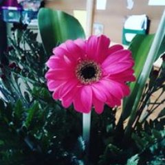 MarielcyGL's profile picture. 