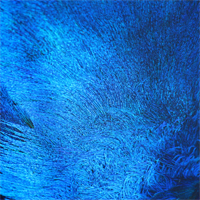 tanguerrero's profile picture. Tanguerrero trastornado.