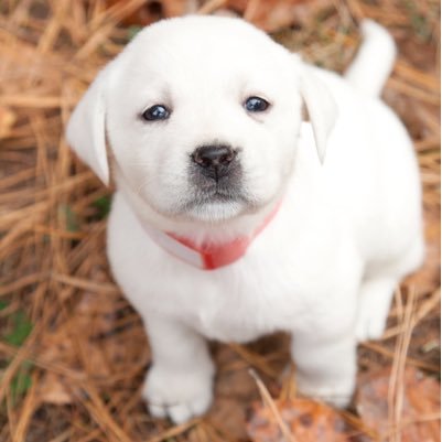 ❤️Lab is my best friend 🐶 Labrador Lovers Community #️⃣ iheartlabrador 📮 Shipping worldwide 📱 Grab Unique Dog Gifts Here 👉https://t.co/BcZRLoemvo