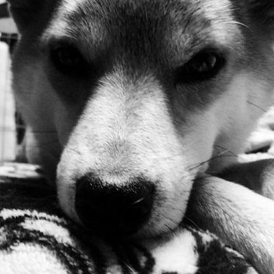 kemkemmaru's profile picture. そのうち良いことがあるさ！
慎重に前向きで後退しよう。