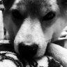 kemkemmaru's profile picture. そのうち良いことがあるさ！
慎重に前向きで後退しよう。