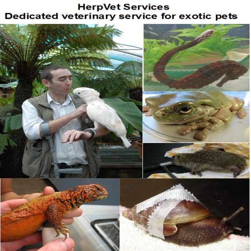 Veterinary surgeon running a dedicated exotic animal veterinary service. Interests esp. amphibians, seahorses. Also Microbiome, Alzheimer's and Japanese.