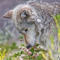 Anna (@a_mdv) 's Twitter Profile Photo