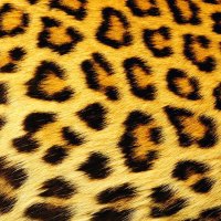 Elettra Lamborghini (@elettralambo) 's Twitter Profile