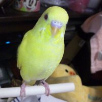 みぃも (@ayakopaseri) 's Twitter Profile