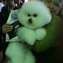 Wendy Ball - @WendyBallBichon - Twitter