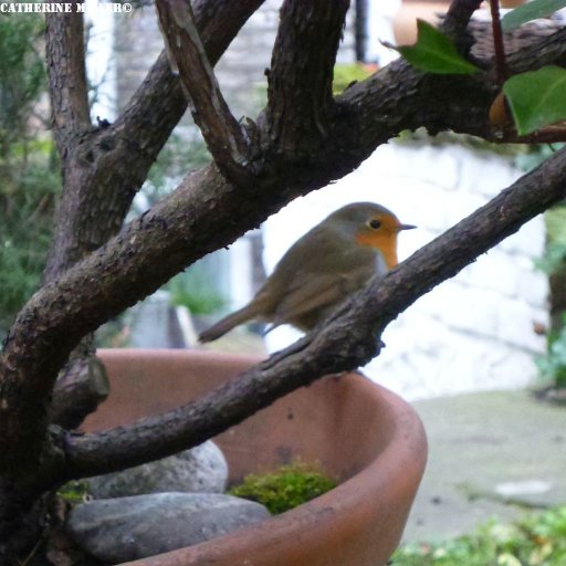 London community gardens, horticulture, green spaces, plants & animals, small charities. Tweets Catherine Miller