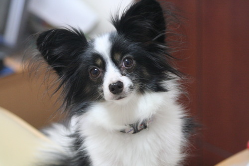 hironobukondo's profile picture. 千葉県浦安市舞浜のエンターテインメント業界のビジネスマンで、口だけは権限ある『口だけ部長』。典型的B型ハイテンション。バツ1。成人した息子2人持ち。/バスケットボール/カラオケ/TDR関連中心のディズニーネタ/政治的にはリベラル/右でも左でもなく『主翼』と自認/よく歌い、よく喋る男です。