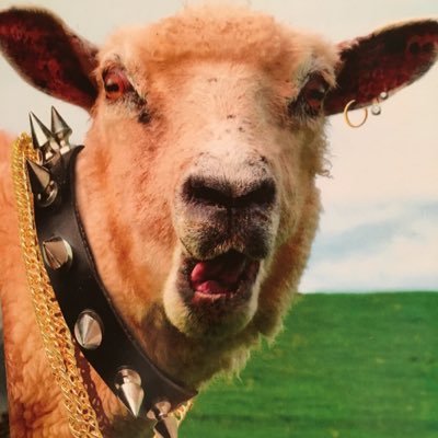 LaPiccolaPecora's profile picture. 