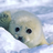 yamamiharpseal's profile image