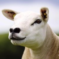 Irish Texel (@irishtexel) 's Twitter Profile