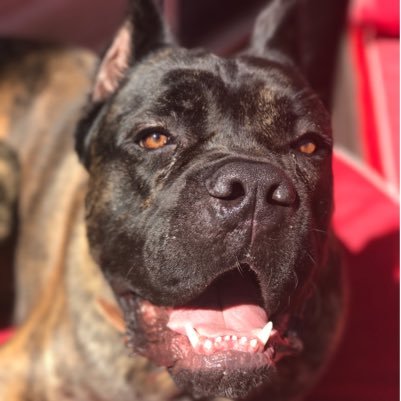 apollo_corso's profile picture. Cane Corso