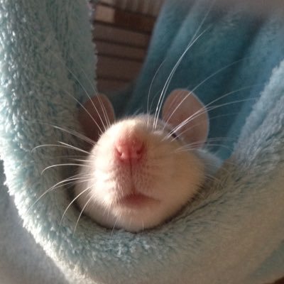 お家にファンシーラット🐭2匹、アフチビ🐭50匹くらい、ハムスター🐭1匹、パンダマウス🐭3匹、ベタ🐠3匹、お空に動物いっぱい👼👼👼こちらは生き物アカウントにしました‼️ 好きな物は生き物とインペリテリとガスG❤️無言フォローすみません。動物垢大歓迎☺️プロレス垢は→ @marugao_bba