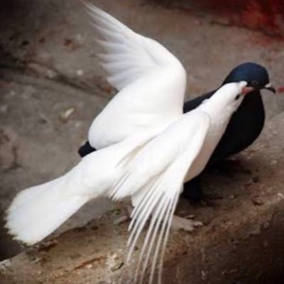 SinasiTunc1's profile picture. #EskidenGüzeldiİnsanlar