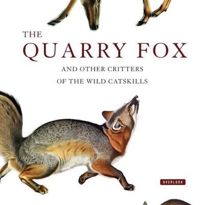 My book, THE QUARRY FOX AND OTHER CRITTERS OF THE WILD CATSKILLS, pubbed by Abrams Books, a GOLD MEDAL #IPPY AWARD winner! 🦊🐾