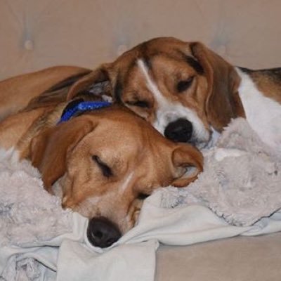 We crazy beagle bro's who love playing, running & overall aroooing. We'z taking over my bro's page, RIP Brownie.  #LiveLikeRaffa