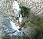 I'm a cat! I have my own blog at my people mommies website. They make Cat Toys and I am the head inspector for their company!