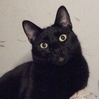 geauga (@geauga) 's Twitter Profile