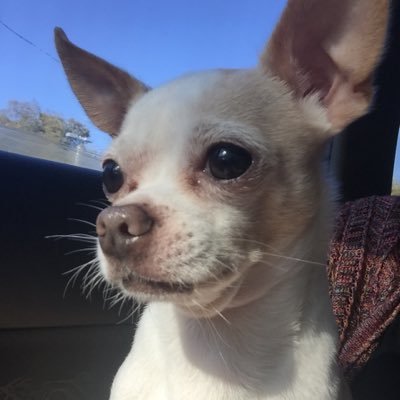 Dog Nerd and Mom to 4 sweet chihuahuas (Paco, Leo, Lucy, and Bug)