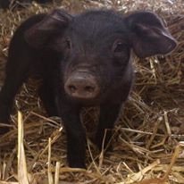 IsabelRoseFarm1's profile picture. 