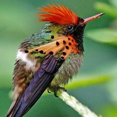 Shivakumar974's profile picture. Enterprise,IMPEX