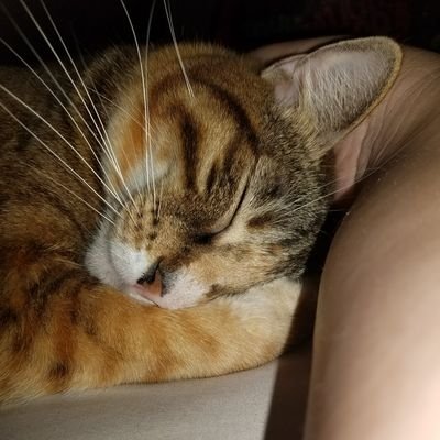 lizzyrufo's profile picture. 