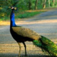 Suresh Babu Audi (@suresh_audi) 's Twitter Profile