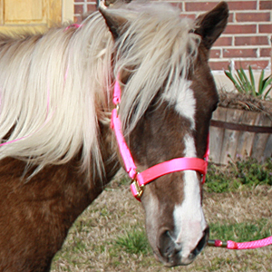 PerfectPonyRide's profile picture. Pony ride business in Oklahoma for events of all sizes!