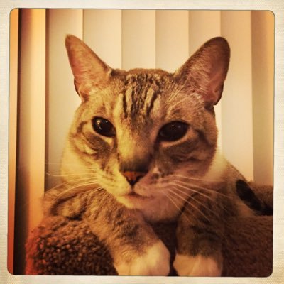 insta: @vinniemowmows #CatsofTwitter #caturday