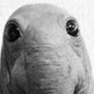 Jumblek10's profile picture. Du Ma