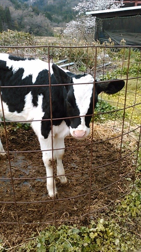 鳥取県で大山乳業の白バラ牛乳、白バラコーヒーなどになる生乳を搾ってます🐄
人も猫も犬もウチの牛乳大好きです🥛🐮  

                                                      お金関係、エロは、お断りです🙅‍♀️🆖