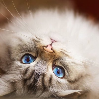 potato93769430's profile picture. あま〜鶴〜中野