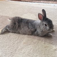 にま🐰にんぞう (@utakindigo) Twitter profile photo
